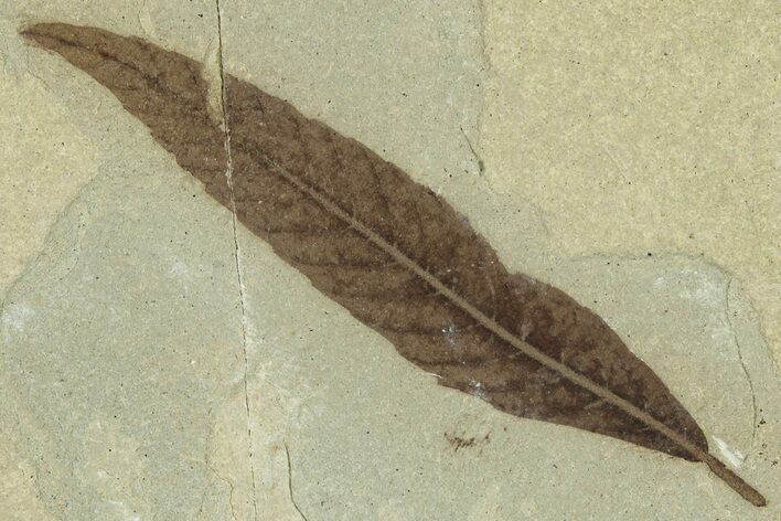 Fossil Leaf (Cedrelospermum) - Green River Formation, Utah #323396